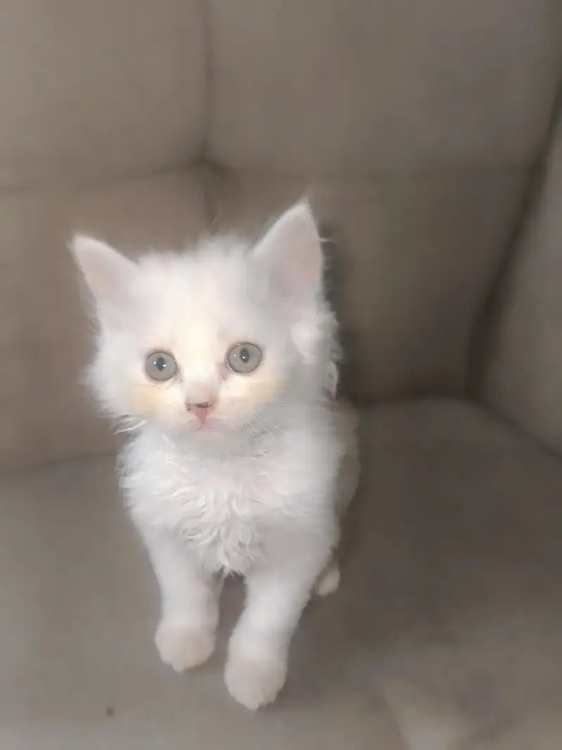 Persian calico — photo 9