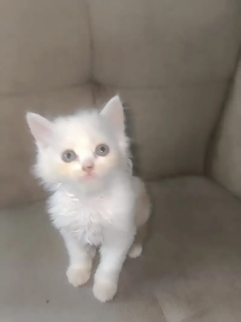 Persian calico — photo 10