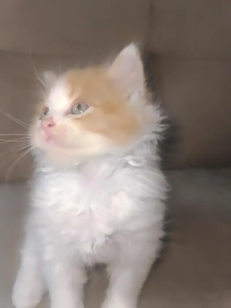 Persian calico — photo 11