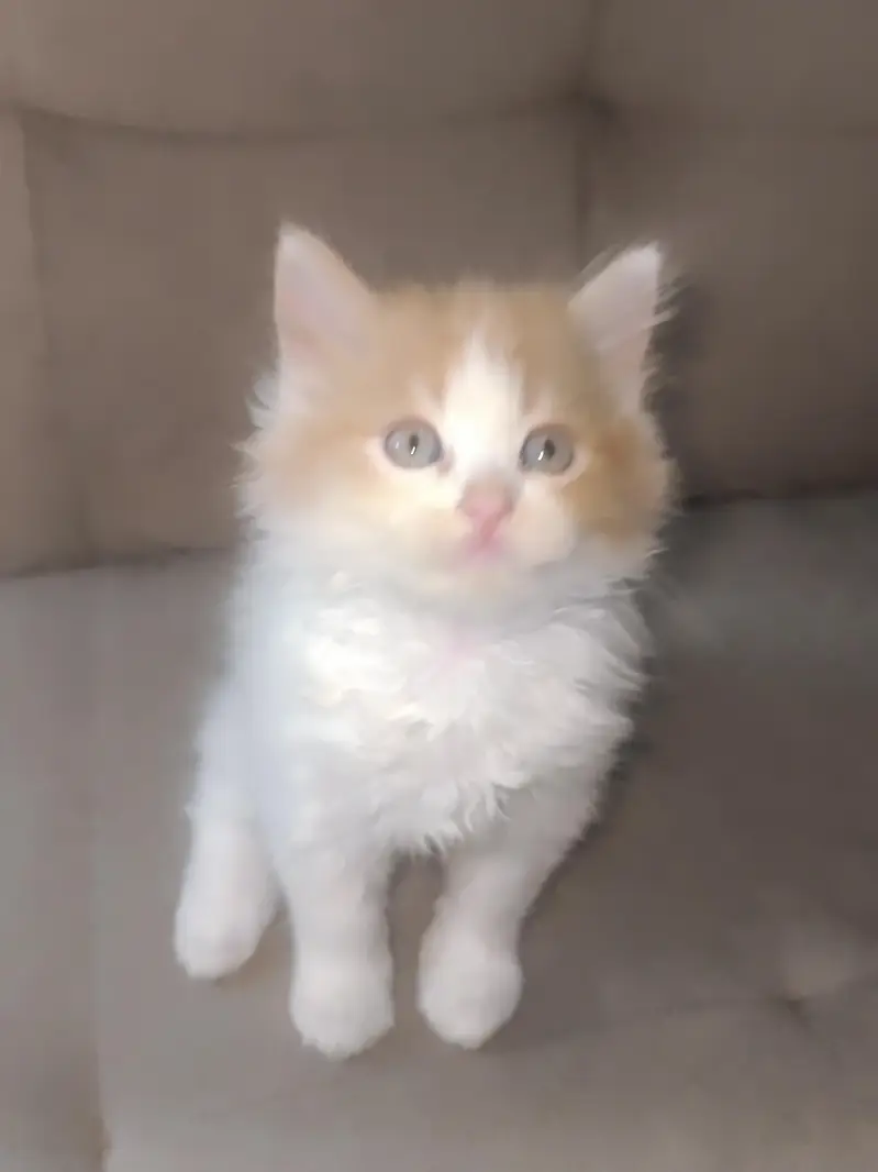 Persian calico — photo 12