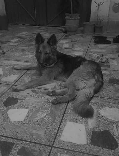 I want to sell my pet dog