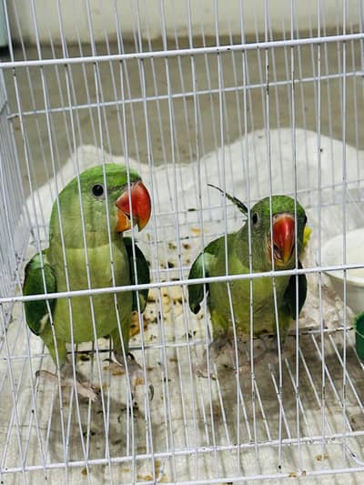 Raw parets for sale.