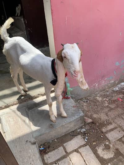 Bakri