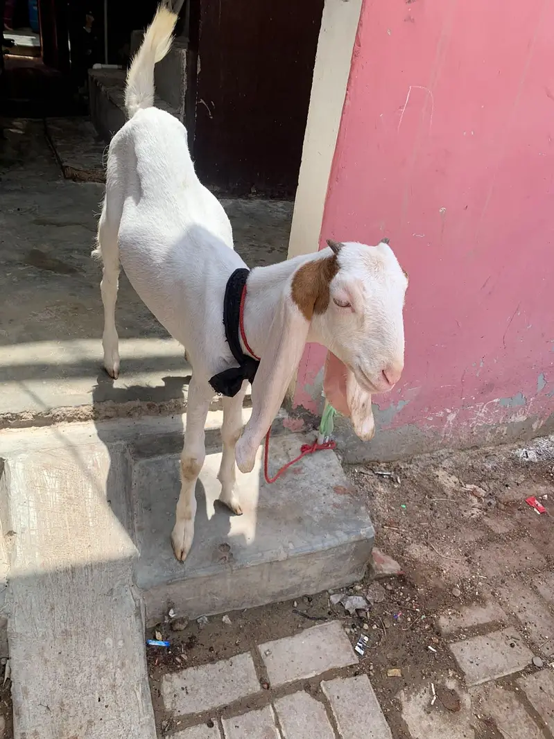 Bakri — photo 2