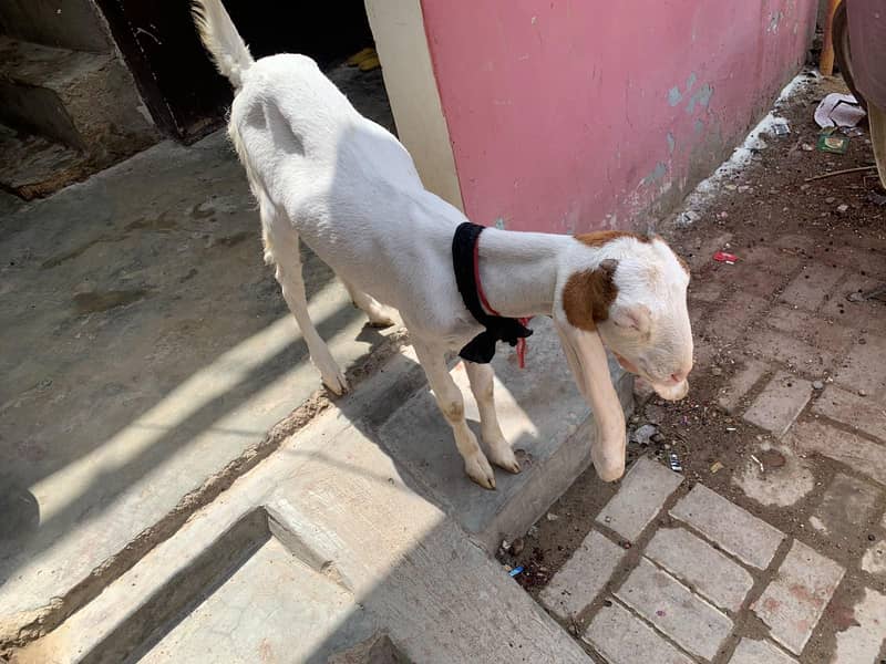 Bakri 2