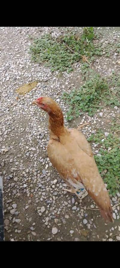 pure aseel hen 1 eye