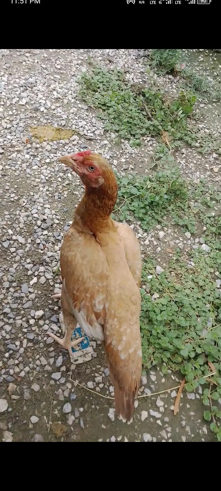 pure aseel hen 1 eye — photo 2