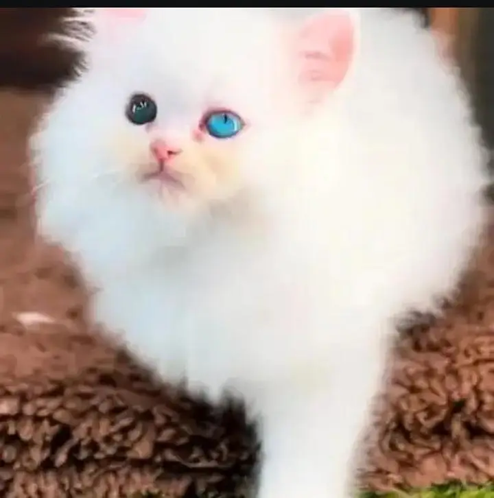 (Persian cat 2 month age for sale all Pakistan delivery available) — photo 2