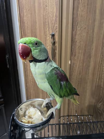 Raw kashmiri breeder male for sale