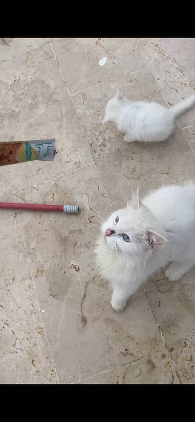 female cat name stella for sell