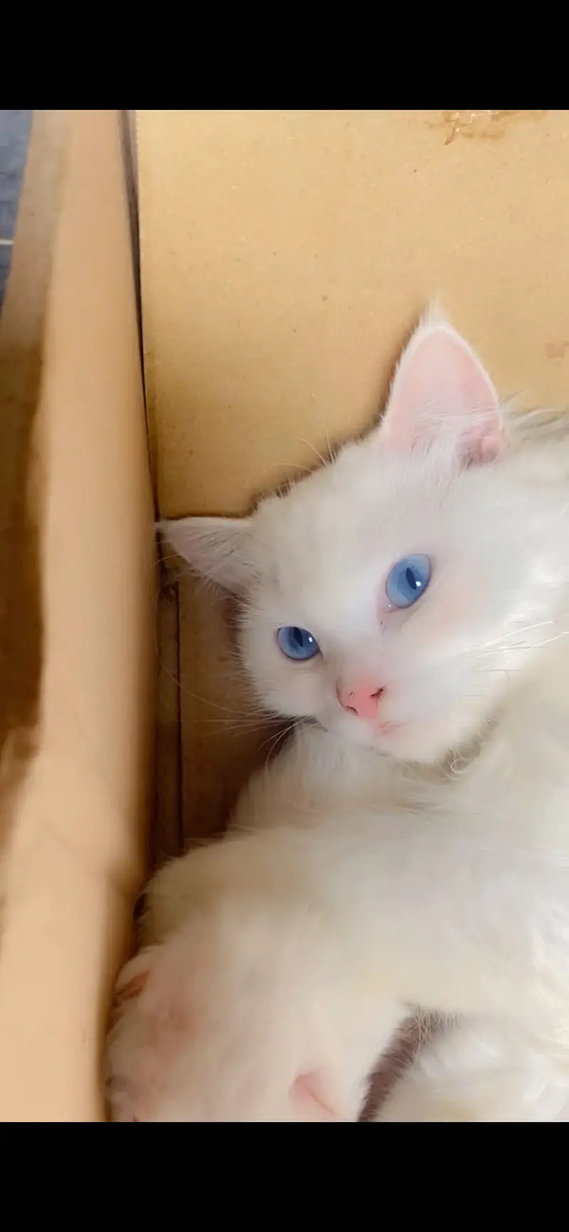 female cat name stella for sell — photo 2