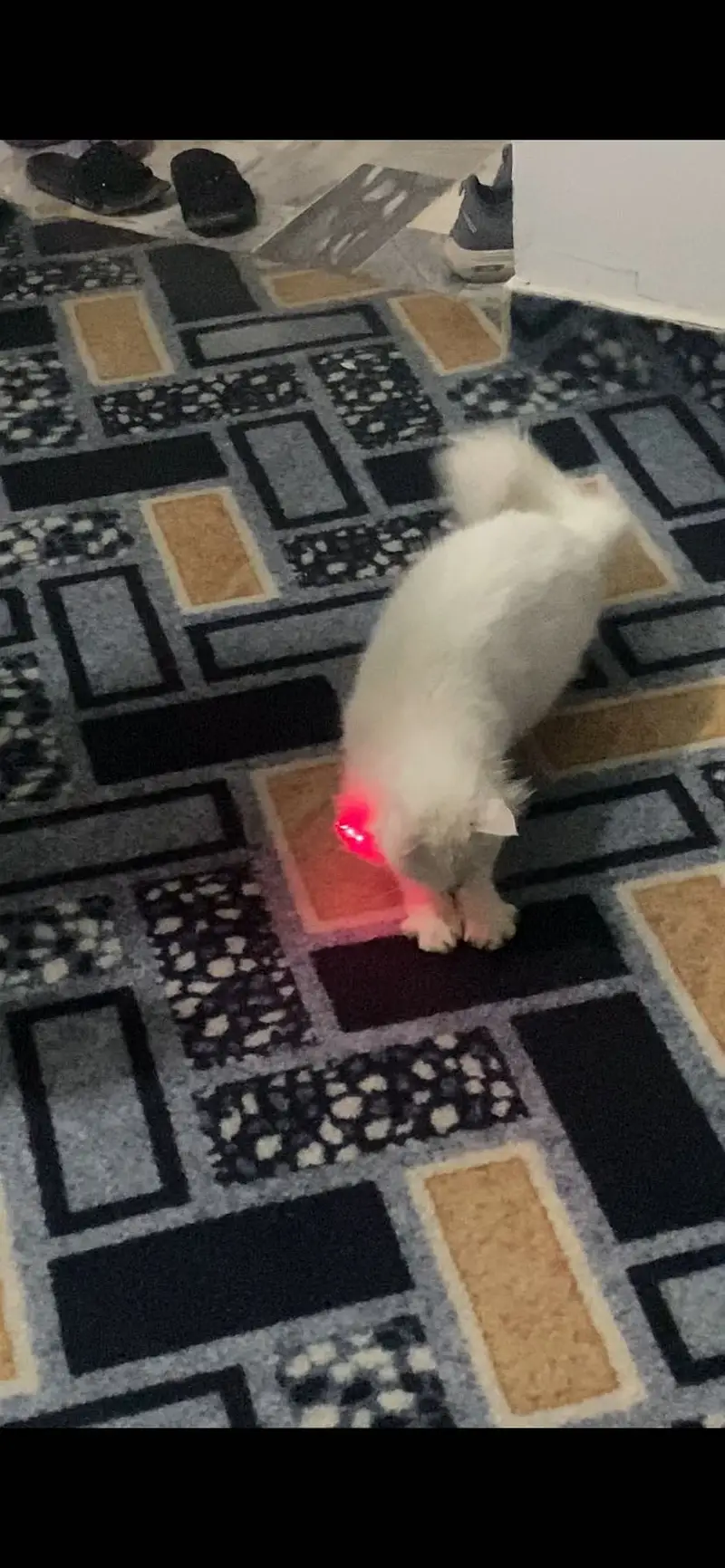 female cat name stella for sell — photo 3