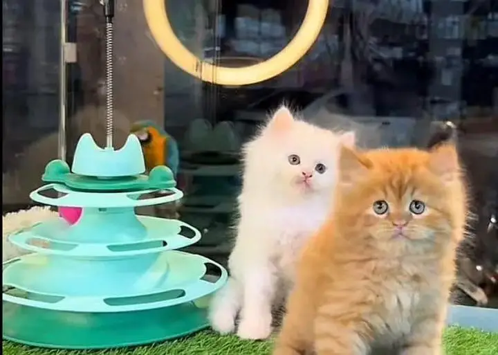 (Persian cat 2 month age for sale all Pakistan delivery available) — photo 2