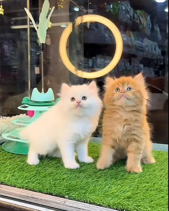 (Persian cat 2 month age for sale all Pakistan delivery available) — photo 3