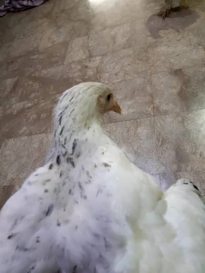 Two white buff 0323-5854505