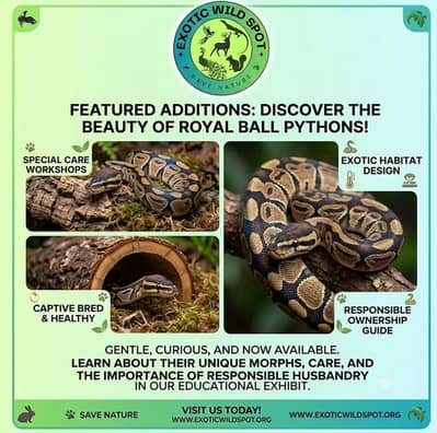 Royal ball available