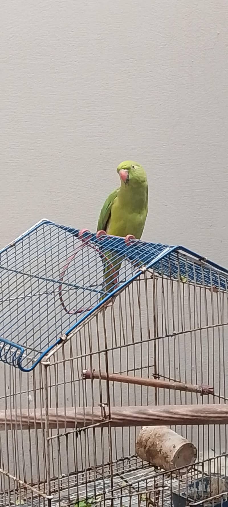 Bolta hay 0