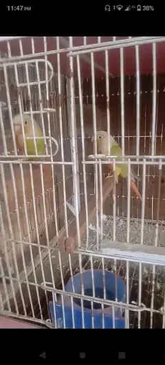 pineapple conour breeder pair healthy and active