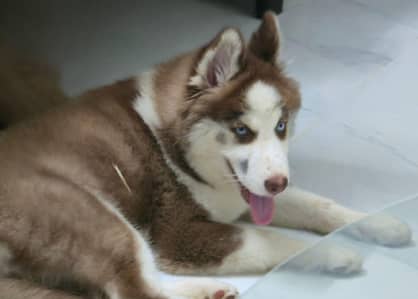 Husky