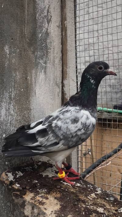 Dimound kabootar pair piegons