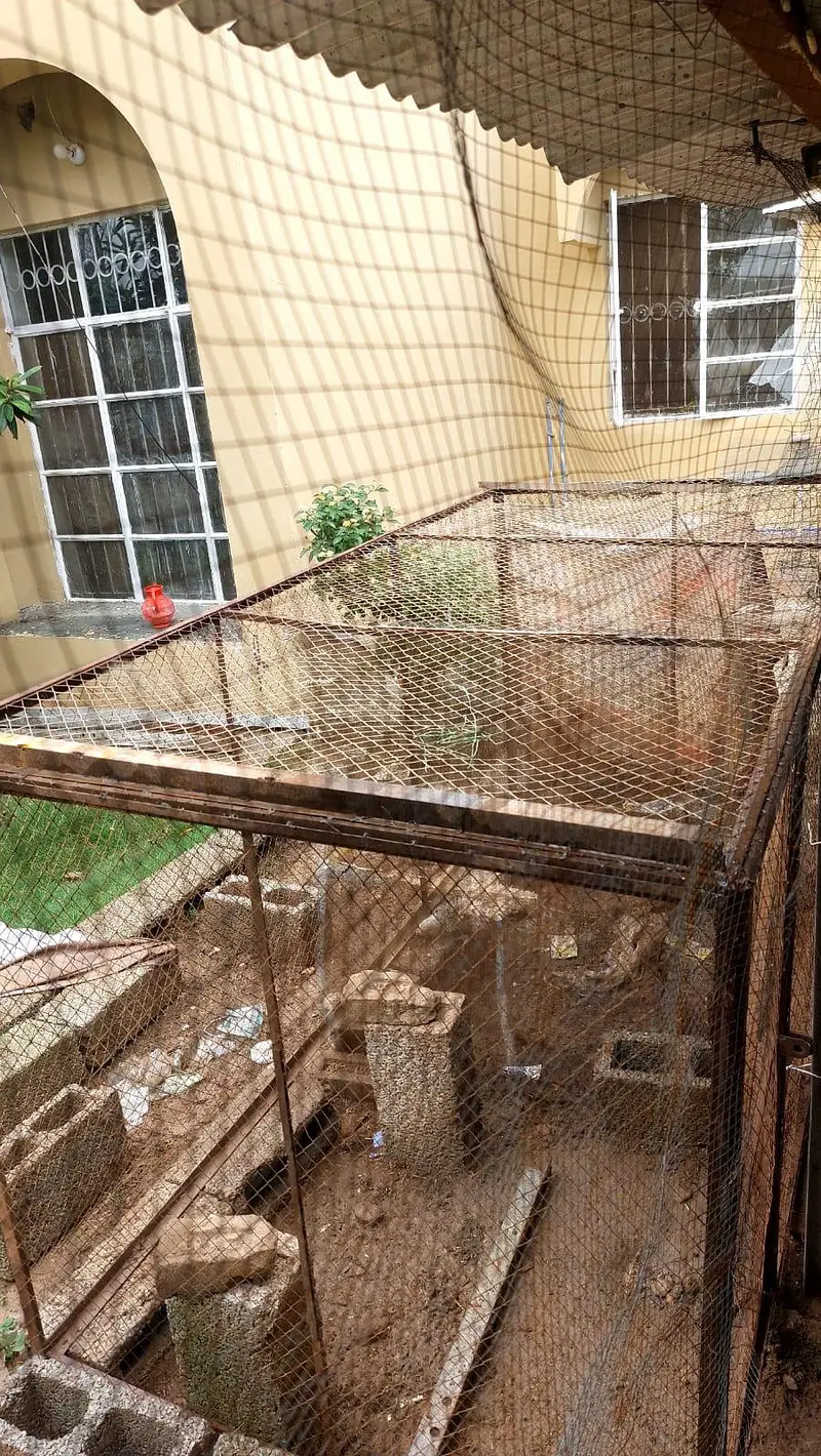 Beautiful Long Size Strong Heavy Cage for Hens — photo 2