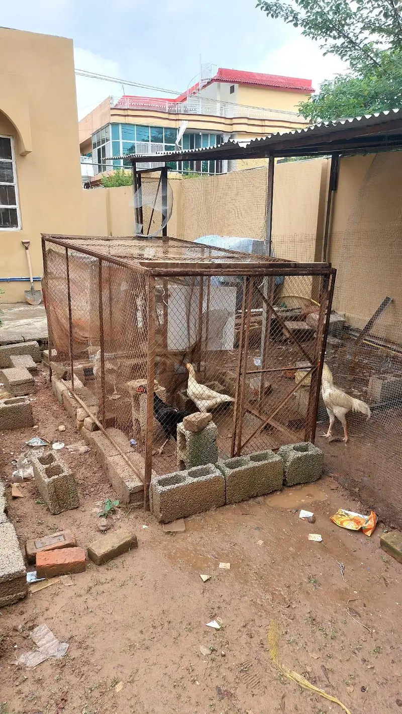 Beautiful Long Size Strong Heavy Cage for Hens — photo 3