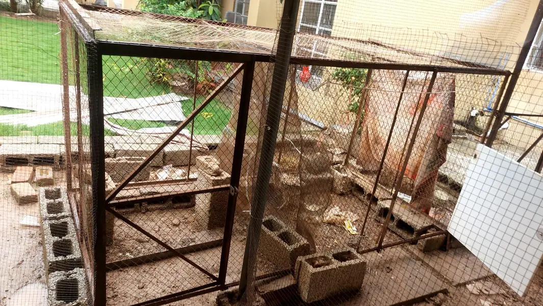 Beautiful Long Size Strong Heavy Cage for Hens — photo 4