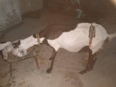 barki for sale
