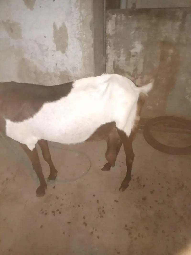 barki for sale — photo 2