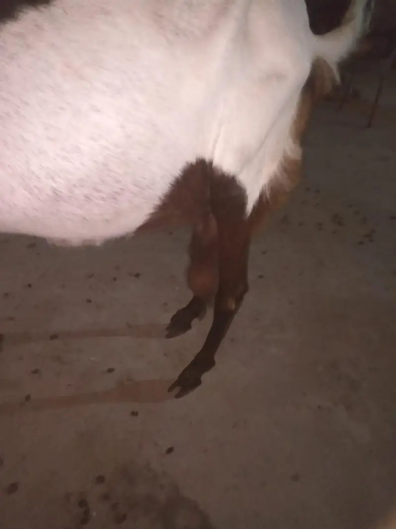 barki for sale — photo 4