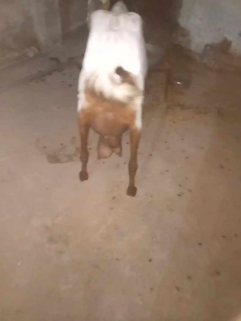 barki for sale — photo 6