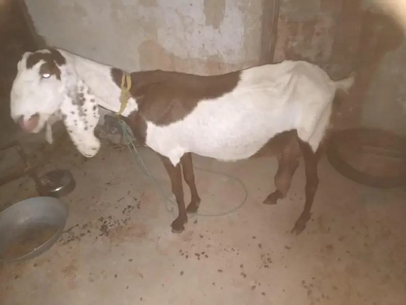 barki for sale — photo 7