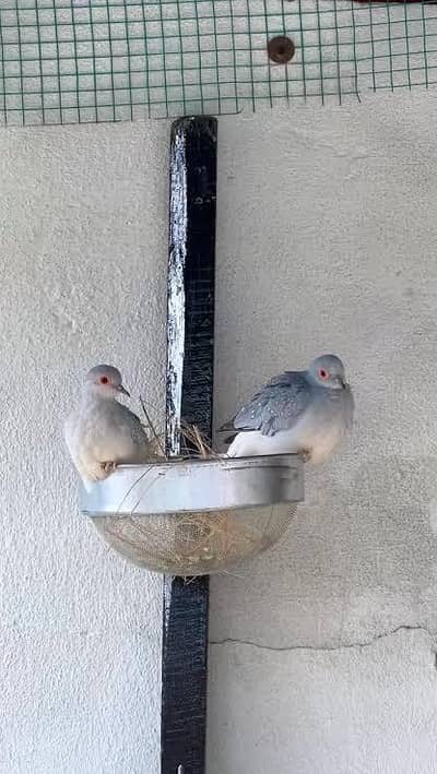 chaina dove for sale.