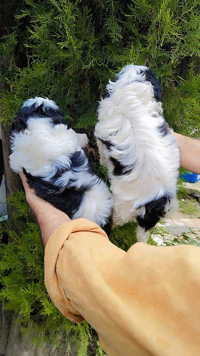 shihtzu male puppy black&white healthy and active