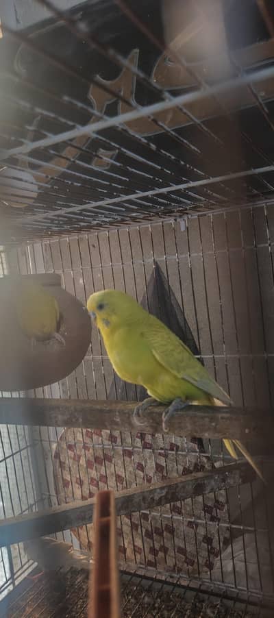 Australian King Male Fellow Red Eyes Female Breeder Pair