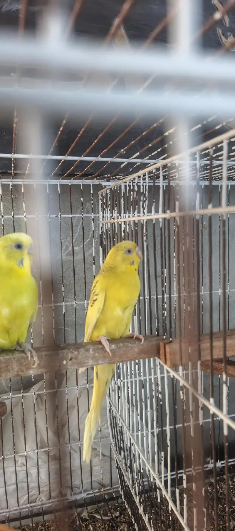 Australian King Male Fellow Red Eyes Female Breeder Pair — photo 2