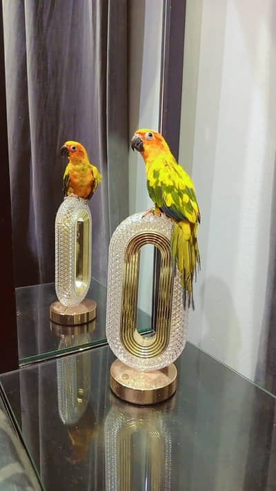 sunconure handtem