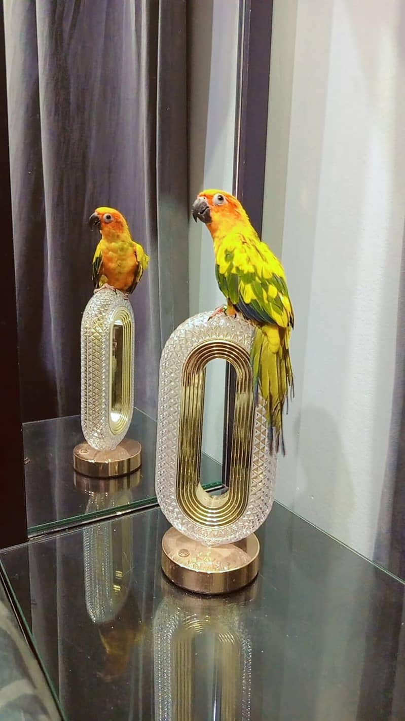 sunconure handtem 0
