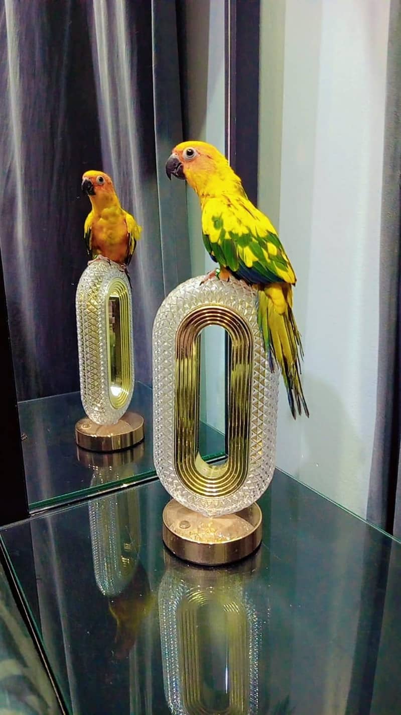 sunconure handtem 1