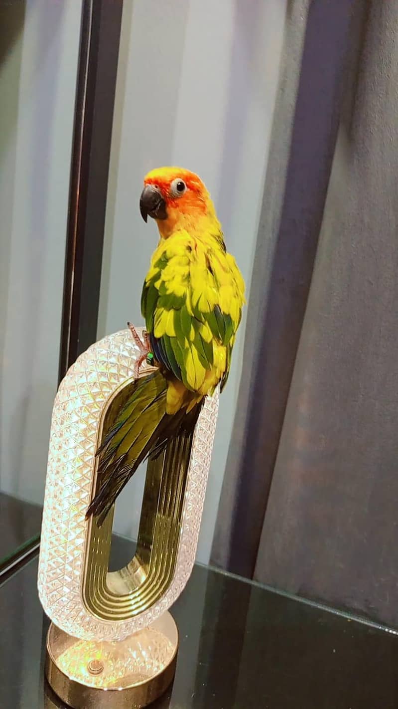 sunconure handtem 2