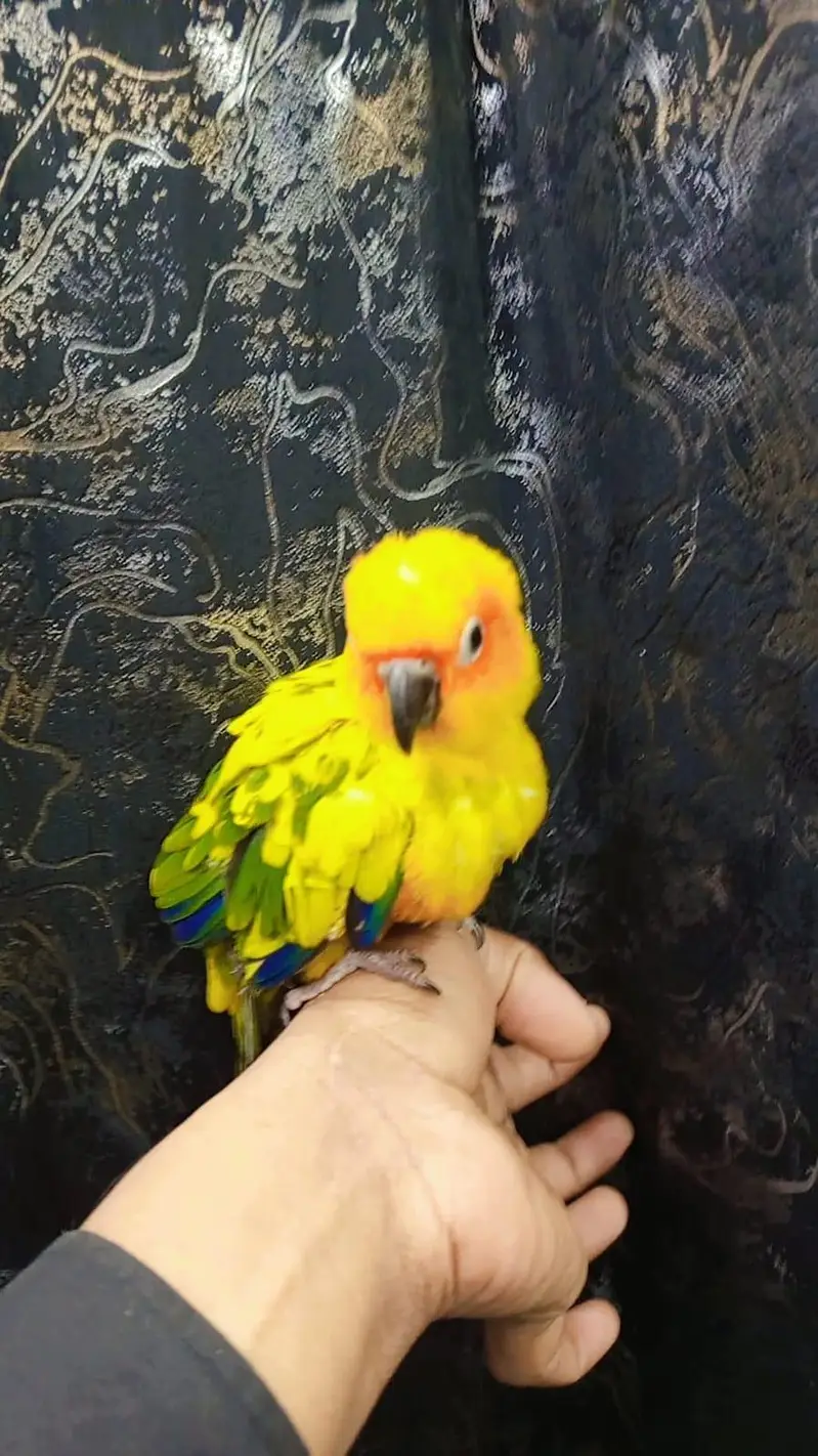 sunconure handtem — photo 4
