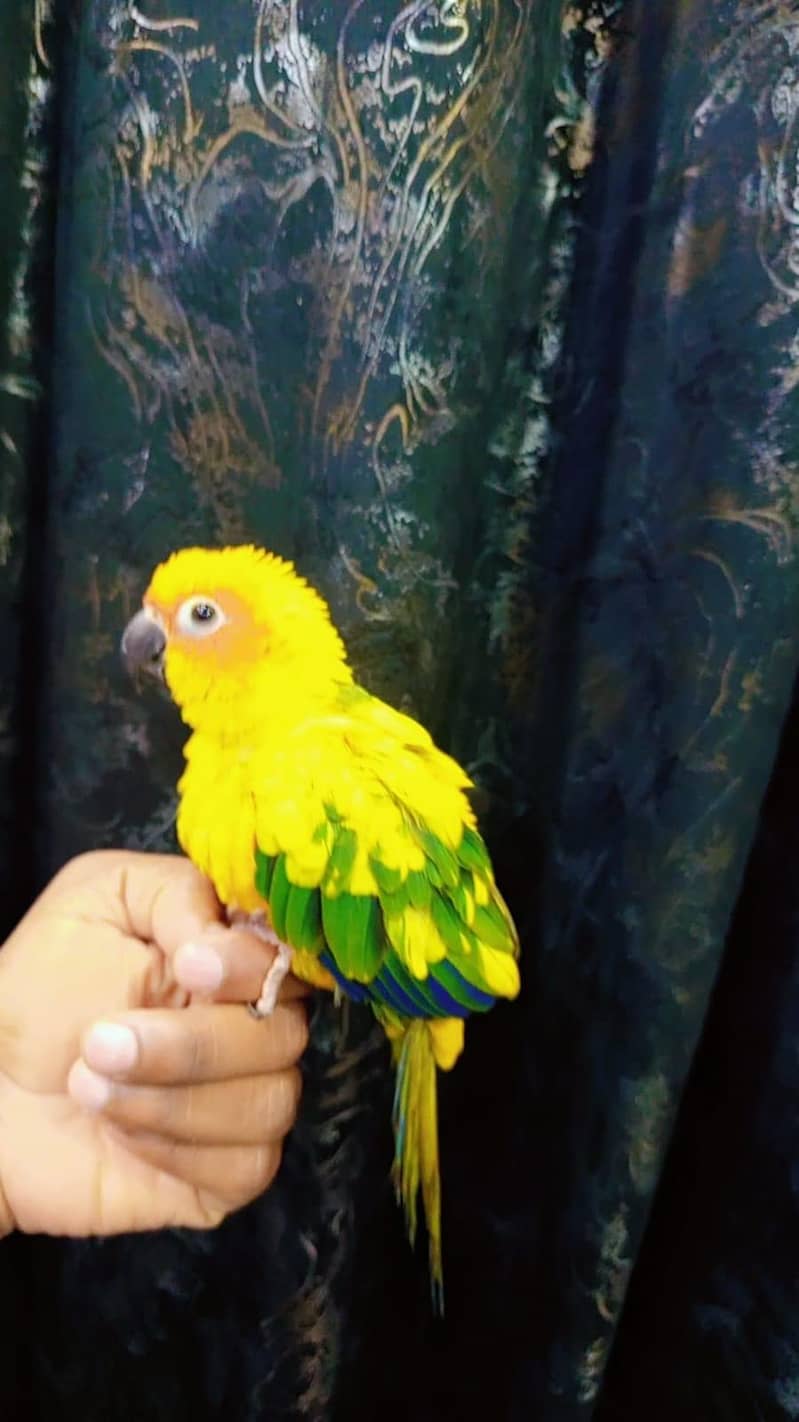 sunconure handtem 4