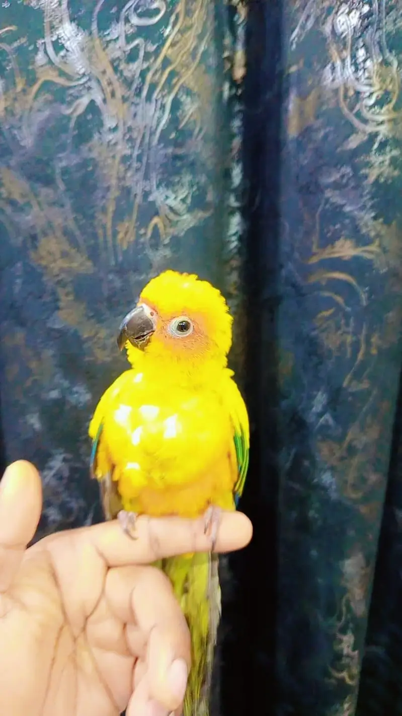 sunconure handtem — photo 6