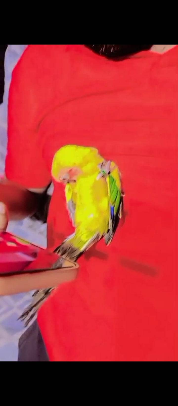 sunconure handtem 6