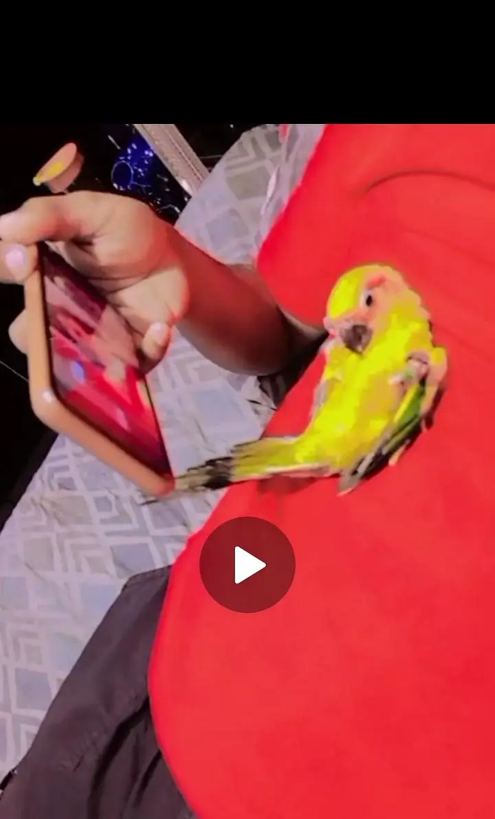sunconure handtem — photo 8