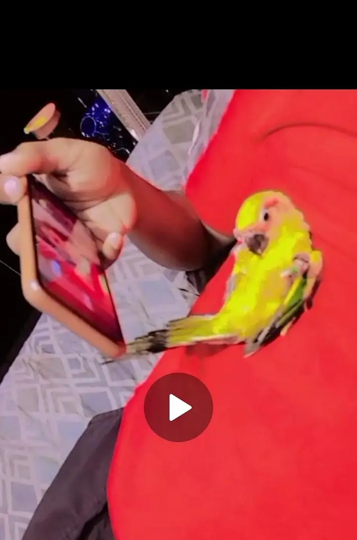 sunconure handtem — photo 9