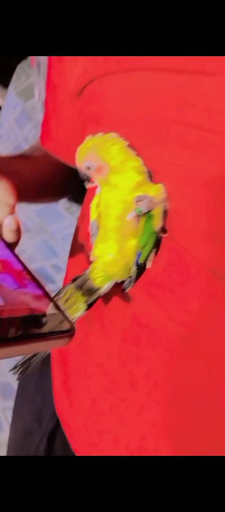 sunconure handtem 9