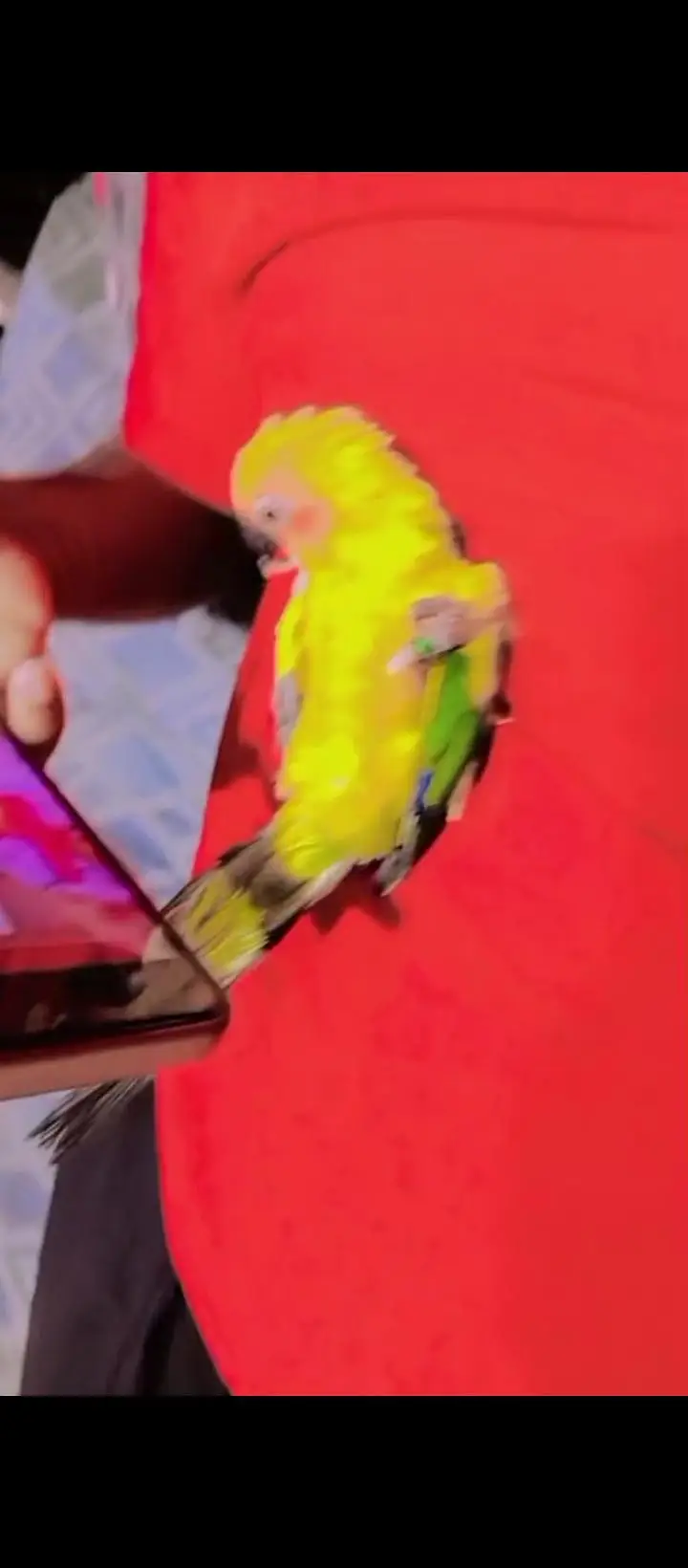 sunconure handtem — photo 10