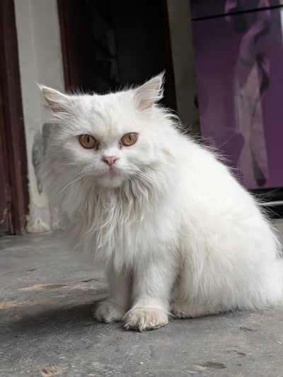 Persian kitten available for sale