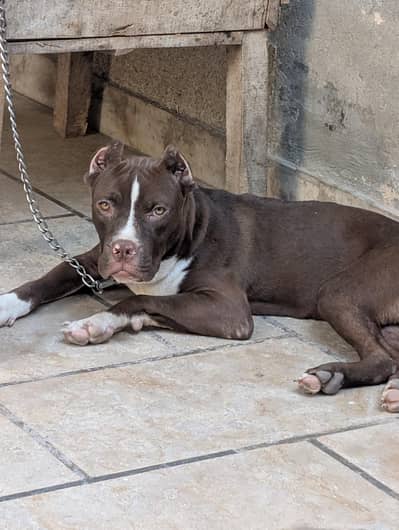 American pitbull